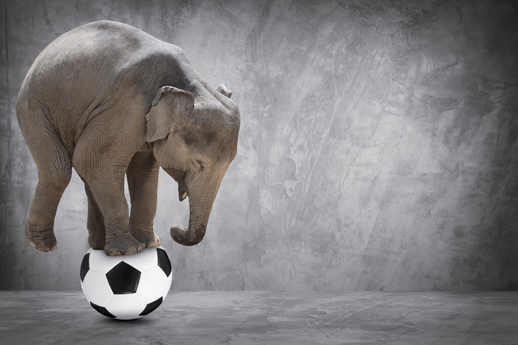 A white elephant balances on a soccer ball